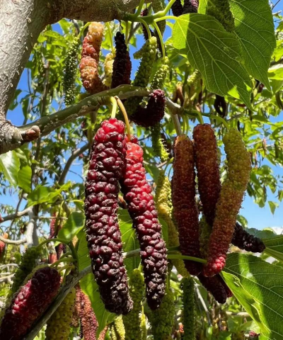 家里阳光不足怎么养花，选对植物种类，掌握养护技巧