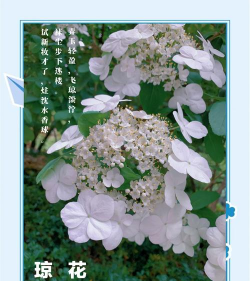 小众送妈妈的花有哪些花