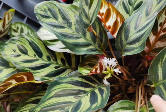 家里阳光不足怎么养花，选对植物种类，掌握养护技巧