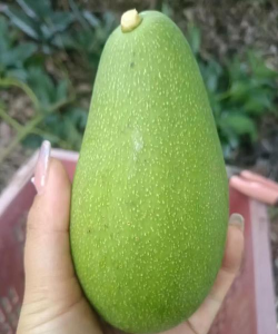 家里阳光不足怎么养花，选对植物种类，掌握养护技巧