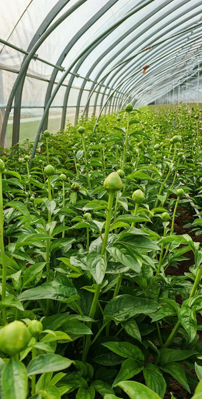 家里阳光不足怎么养花，选对植物种类，掌握养护技巧