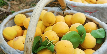 家里阳光不足怎么养花，选对植物种类，掌握养护技巧