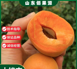 家里阳光不足怎么养花，选对植物种类，掌握养护技巧