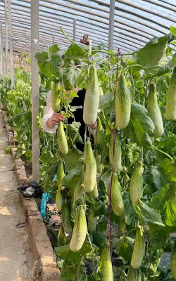 家里阳光不足怎么养花，选对植物种类，掌握养护技巧