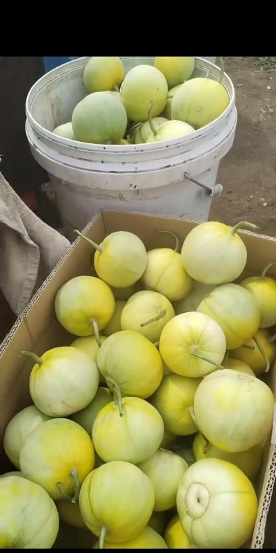 马连庄甜瓜 马连庄甜瓜