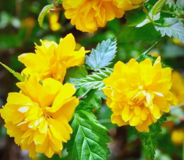 家里阳光不足怎么养花，选对植物种类，掌握养护技巧