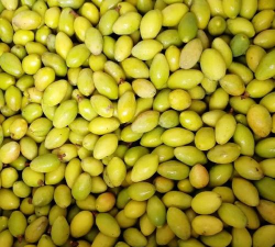 冬节圆橄榄 冬节圆橄榄