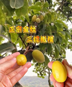 潮阳三棱榄 潮阳三棱榄