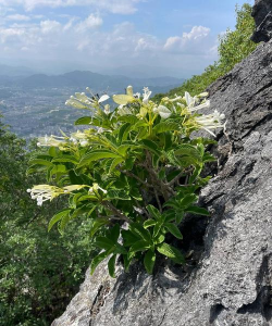 山顶的花有哪些 山顶的花有哪些