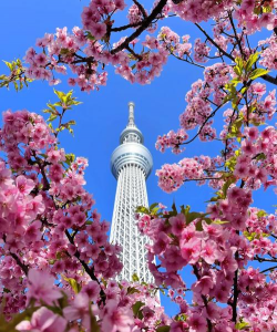 东京的花有哪些 东京的花有哪些