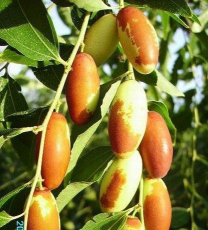 北京马牙枣 北京马牙枣