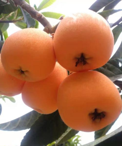 大五星枇杷 大五星枇杷