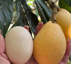 家里阳光不足怎么养花，选对植物种类，掌握养护技巧