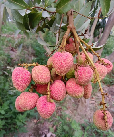 家里阳光不足怎么养花，选对植物种类，掌握养护技巧