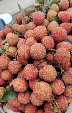 家里阳光不足怎么养花，选对植物种类，掌握养护技巧