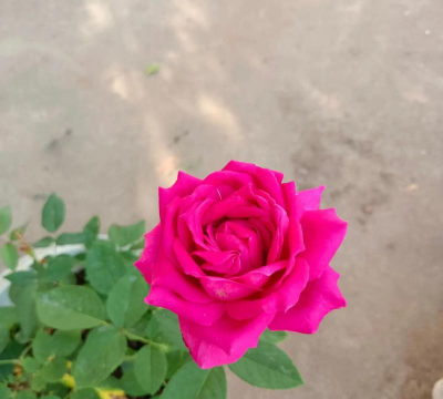 家里阳光不足怎么养花，选对植物种类，掌握养护技巧