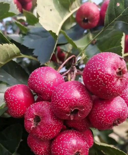 家里阳光不足怎么养花，选对植物种类，掌握养护技巧