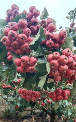 家里阳光不足怎么养花，选对植物种类，掌握养护技巧