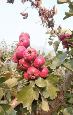 家里阳光不足怎么养花，选对植物种类，掌握养护技巧