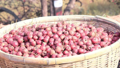 家里阳光不足怎么养花，选对植物种类，掌握养护技巧
