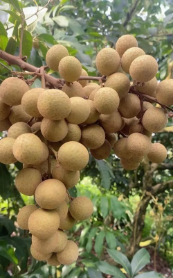 家里阳光不足怎么养花，选对植物种类，掌握养护技巧