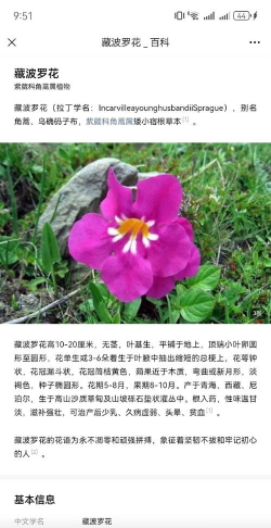 家里阳光不足怎么养花，选对植物种类，掌握养护技巧