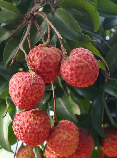 家里阳光不足怎么养花，选对植物种类，掌握养护技巧