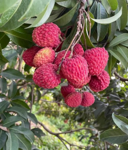 家里阳光不足怎么养花，选对植物种类，掌握养护技巧