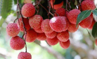 家里阳光不足怎么养花，选对植物种类，掌握养护技巧