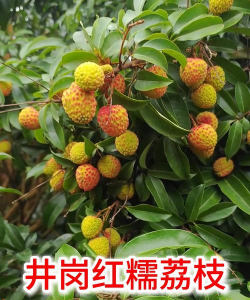 家里阳光不足怎么养花，选对植物种类，掌握养护技巧