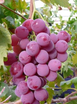 家里阳光不足怎么养花，选对植物种类，掌握养护技巧