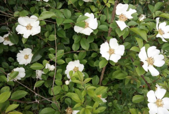 家里阳光不足怎么养花，选对植物种类，掌握养护技巧