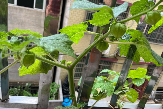 家里阳光不足怎么养花，选对植物种类，掌握养护技巧