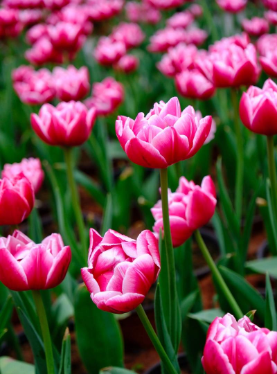 家里阳光不足怎么养花，选对植物种类，掌握养护技巧