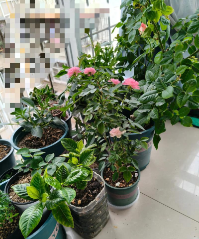 家里阳光不足怎么养花，选对植物种类，掌握养护技巧