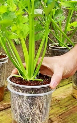 家里阳光不足怎么养花，选对植物种类，掌握养护技巧