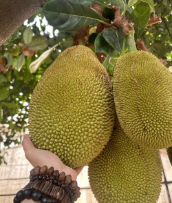 家里阳光不足怎么养花，选对植物种类，掌握养护技巧