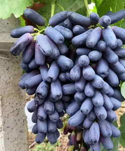 家里阳光不足怎么养花，选对植物种类，掌握养护技巧