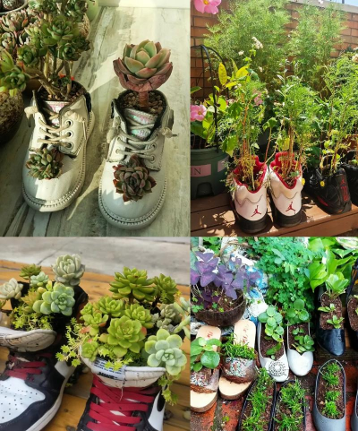 家里阳光不足怎么养花，选对植物种类，掌握养护技巧