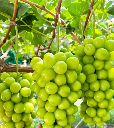 家里阳光不足怎么养花，选对植物种类，掌握养护技巧