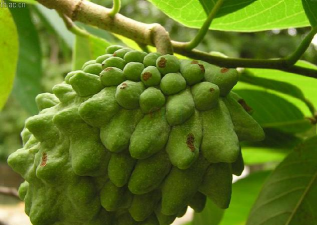 家里阳光不足怎么养花，选对植物种类，掌握养护技巧