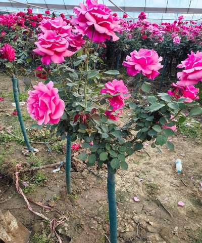 月季花嫁接用啥砧木 月季花嫁接用啥砧木