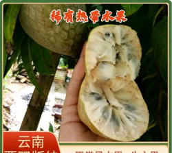 家里阳光不足怎么养花，选对植物种类，掌握养护技巧