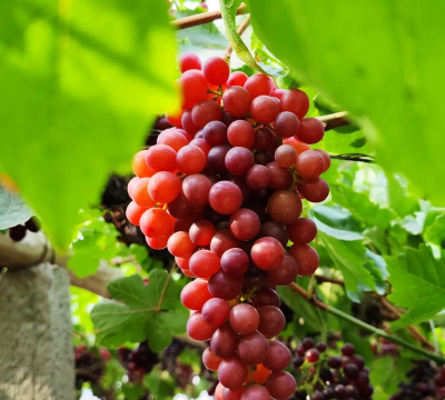 家里阳光不足怎么养花，选对植物种类，掌握养护技巧