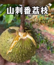 家里阳光不足怎么养花，选对植物种类，掌握养护技巧
