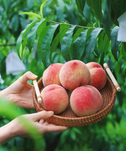 家里阳光不足怎么养花，选对植物种类，掌握养护技巧