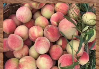 家里阳光不足怎么养花，选对植物种类，掌握养护技巧