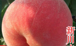 家里阳光不足怎么养花，选对植物种类，掌握养护技巧