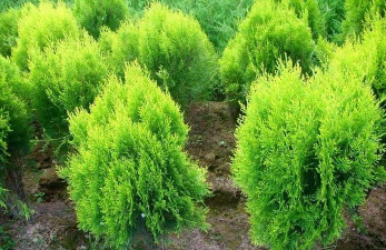 小众送妈妈的花有哪些花