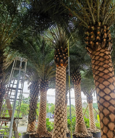 家里阳光不足怎么养花，选对植物种类，掌握养护技巧